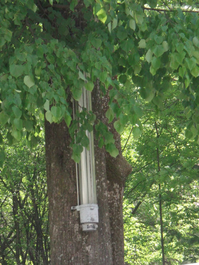 ECOLOGISTII NU SE UITA IN SUS; SANGIORZ-BAI, IN PARCUL CENTRAL
