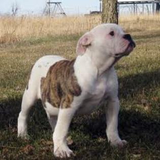 images (10) - american bulldog