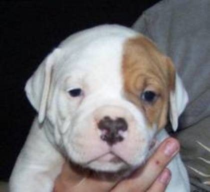 images (11) - american bulldog