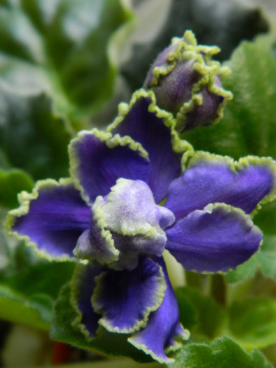 DSCN8415 - 0 VIOLETE AFRICANE-SAINTPAULIA MAI 2012