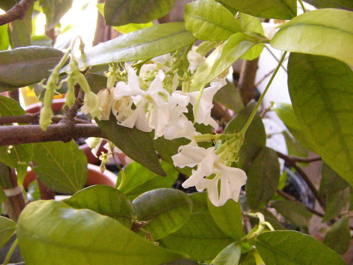 Trachylospermus jasminoides