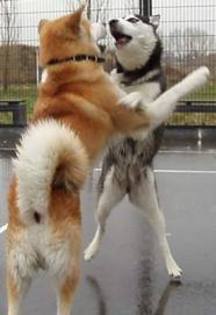 husky vs akita inu