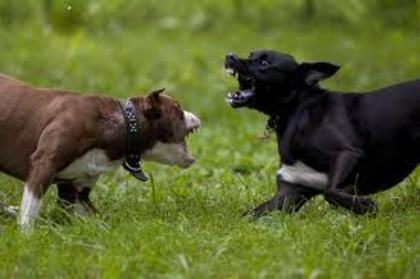 pitbull vs labrador-boxer