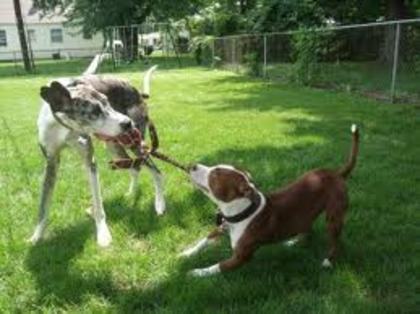 great dane vs pitbull