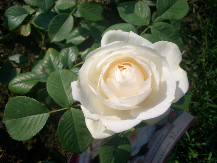 CIMG5112 - trandafiri 2012