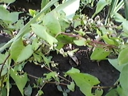 Hrisca salbatica - Plante Neidentificate