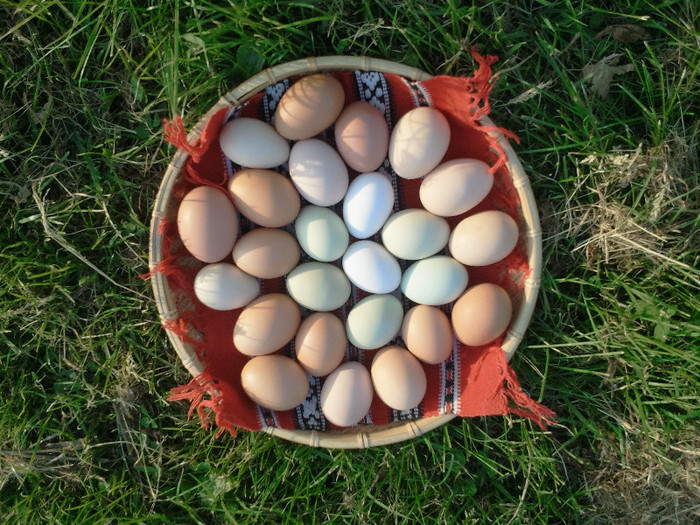 cos cu oua; se observa clar diferenta de culoare la oualele easter eggs
