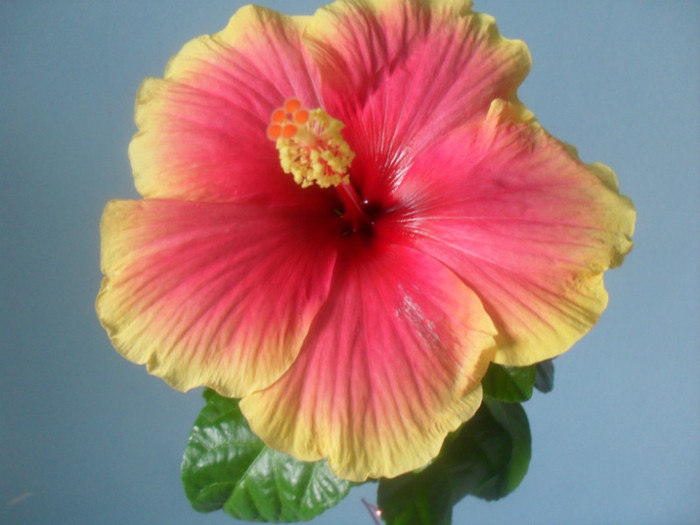 Hibiscus Oberon - HIBISCUS 2012