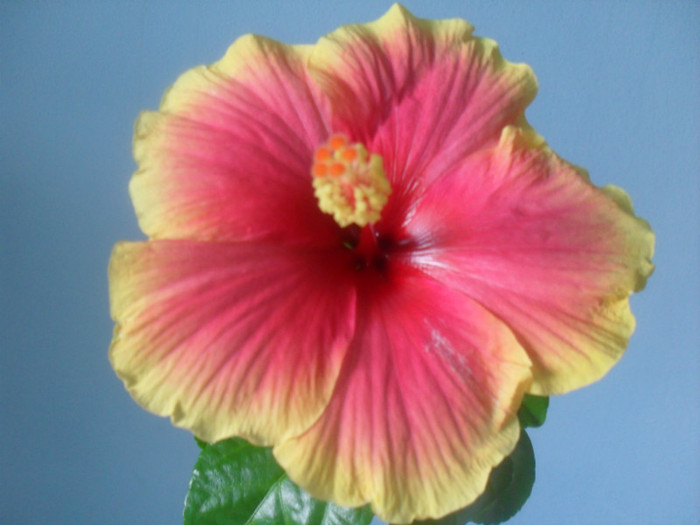 SDC17747 - HIBISCUS 2012