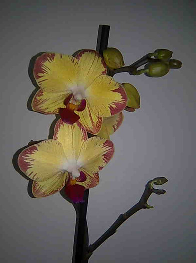 Imagine185 - phalaenopsis