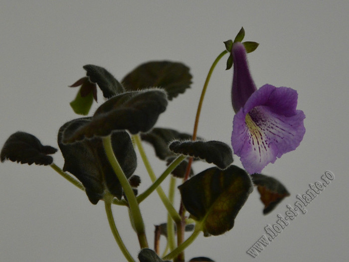 Sinningia Mark Twain - GLOXINIA _ SINNINGIA