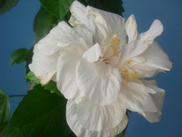 SDC17784 - HIBISCUS 2012