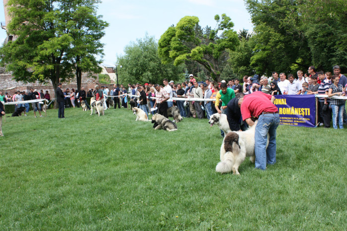 IMG_5770 - Targoviste 20 05 2012