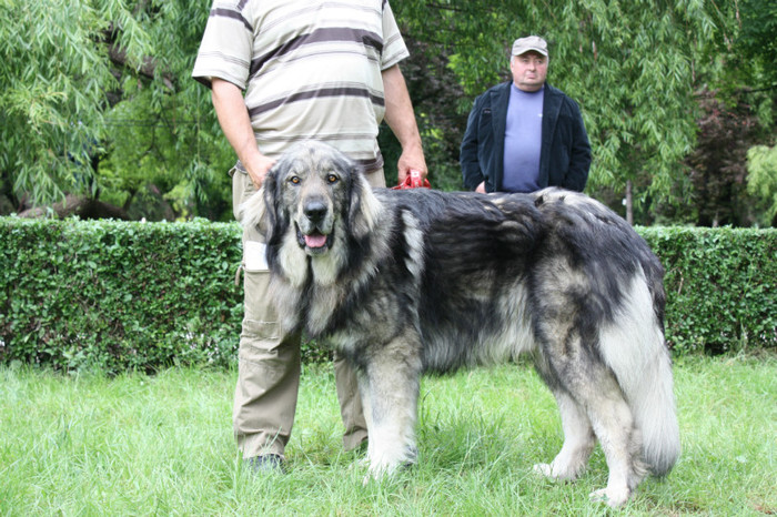 Bandit de Popa EXCELENT III CAC - Targoviste 20 05 2012