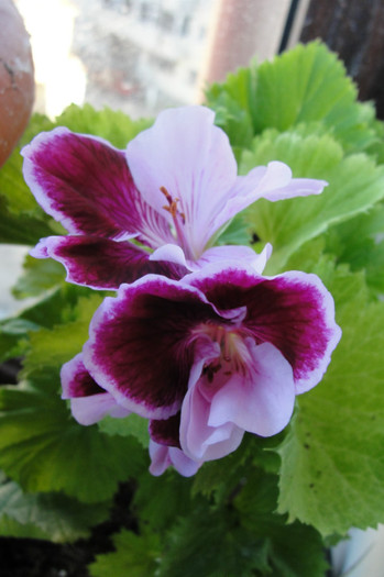 Pelargonium Watersmeet - B-alte plante cu flori