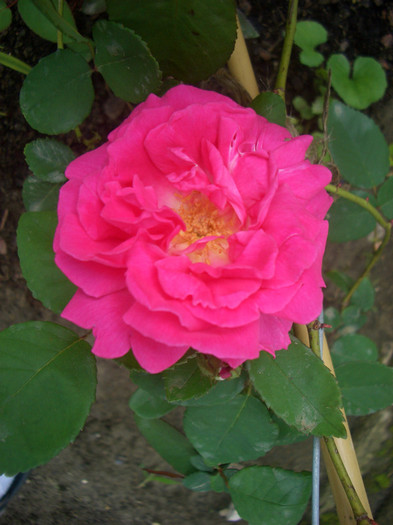 Zephirine Drouhin (Charles Bonnet) - Bourbon Climber, Bizot, 1868) - trandafiri 2012