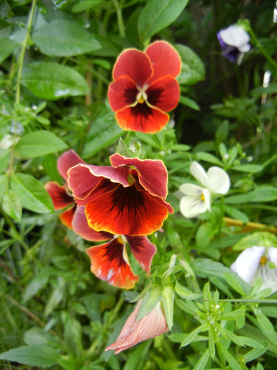 Pansies (2012, May 20) - PANSY_Viola x wittrockiana