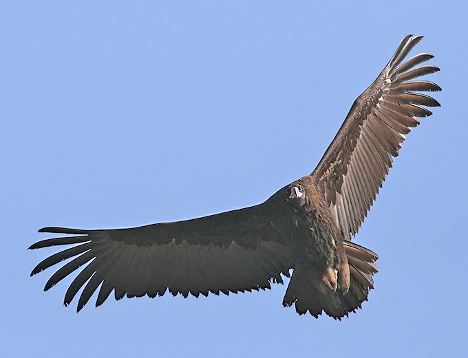 vulturul negru