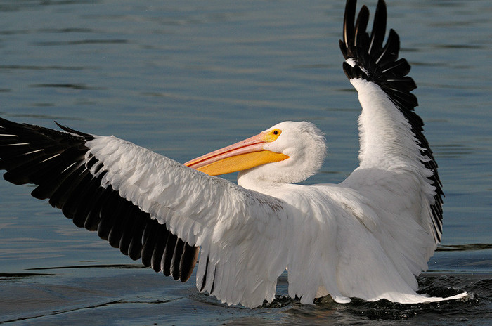 pelican