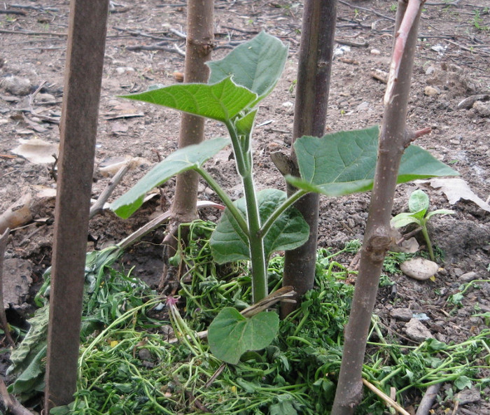 Paulownia tomentosa  30 04 2012; eu ii zic Fat-frumos ,creste intr-o zi cat altii intr-o saptamana
