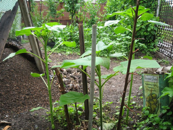 Paulownia tomentosa si floarea soarelui; Fat-frumos cu bodyguarzi lui ,floarea soarelui
