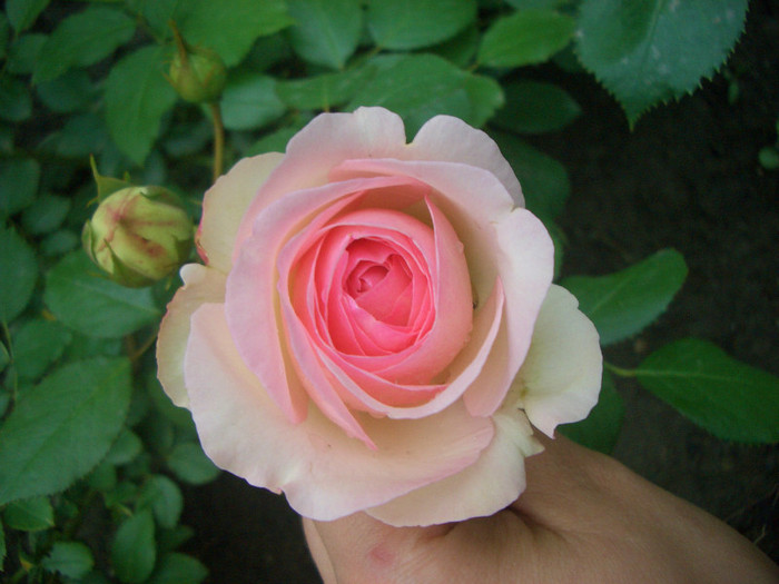 Eden Rose  (MEIviolin • Pierre de Ronsard) - (Large Flowered Climber, MouchotteMeilland, 1985) - trandafiri 2012