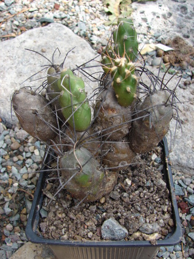 Cumulopuntia boliviana