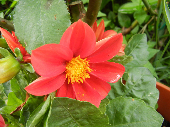 Dahlia Figaro Red (2012, May 20)