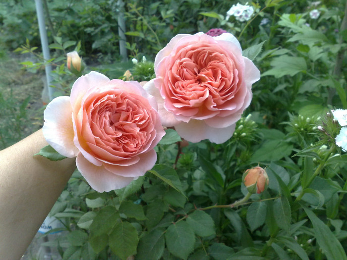 16052012 - Abraham Darby