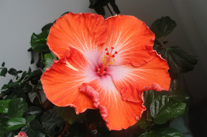 Hibi Bob Harkins - B-hibiscus de la Gommer 2012