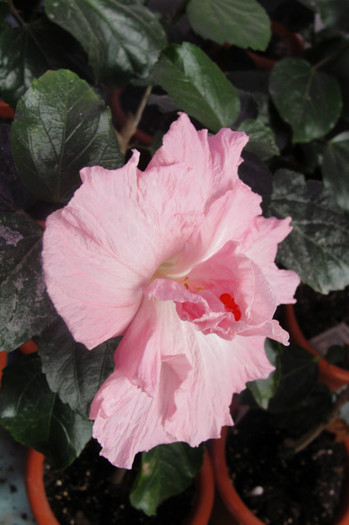 11.05.12 - B-hibiscus de la Gommer 2012