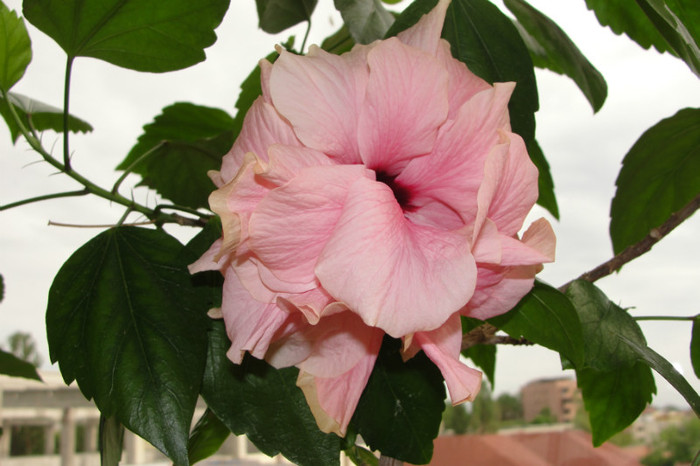 Hibi roz pal batut - B-hibiscus-2012 2