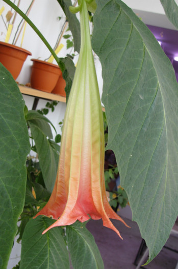 Brugmansia roz