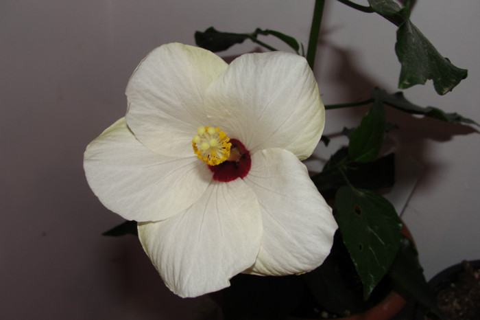 Hibi Cairo White - B-hibiscus-2012 2