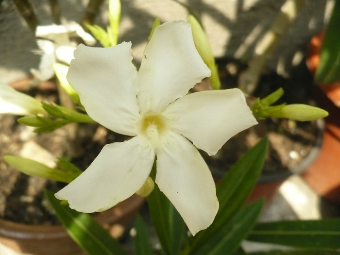 Leandru alb floare simpla - Leandrii 2012
