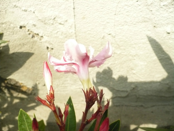 Asa arata pe dos florile lui Emilie - Leandrii 2012