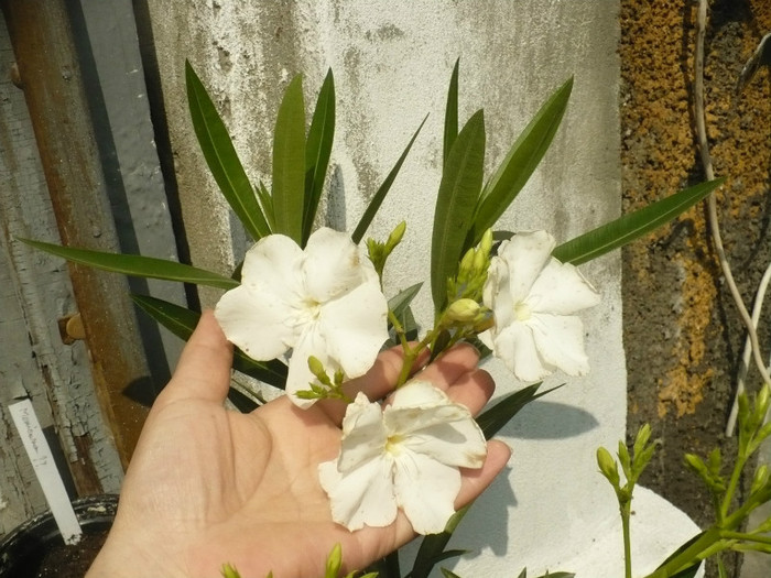 Leandru floare alba dubla - Leandrii 2012