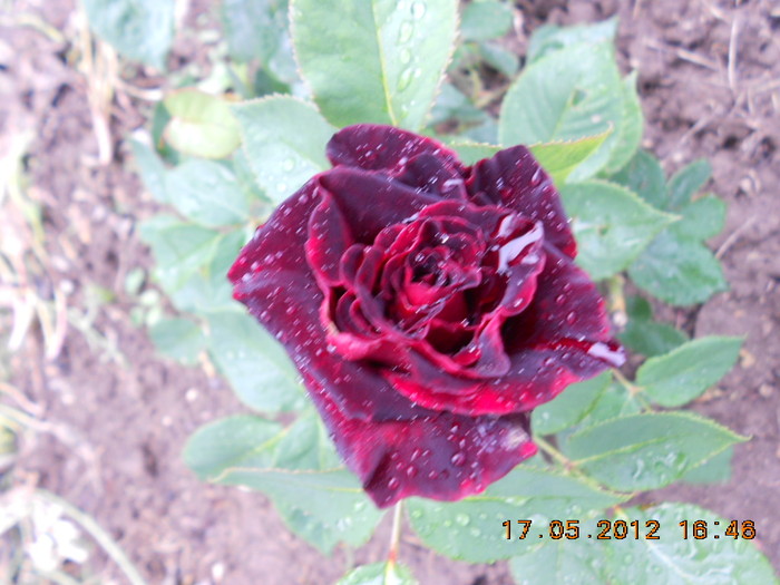 Black Baccara