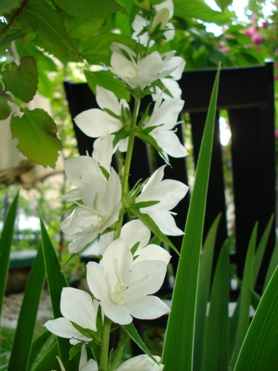 campanula persicifolia - Vara 2012