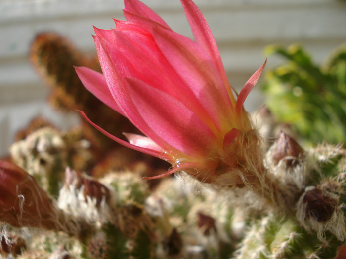 DSC09575 - cactusi 2012