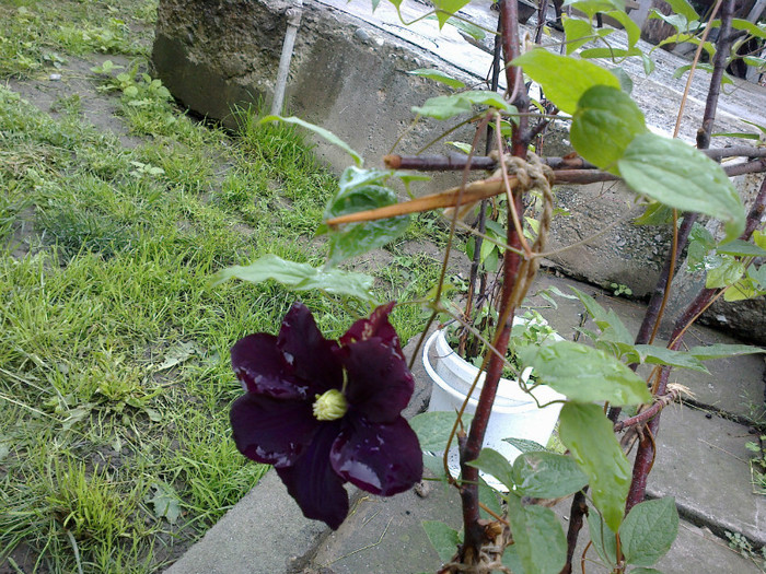 27052012560 - clematis