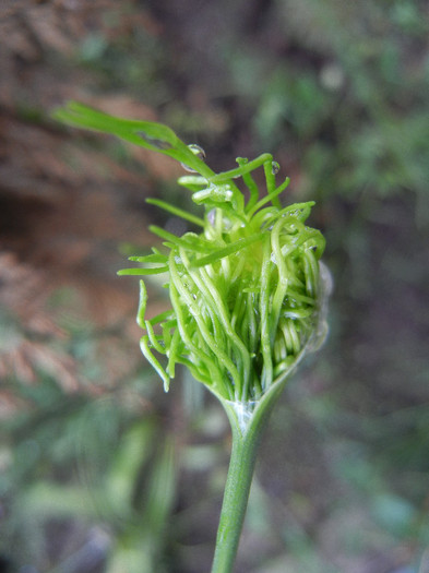 Allium vineale Hair (2012, May 27)