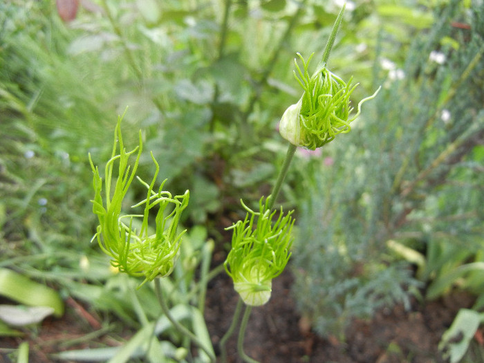 Allium vineale Hair (2012, May 29)
