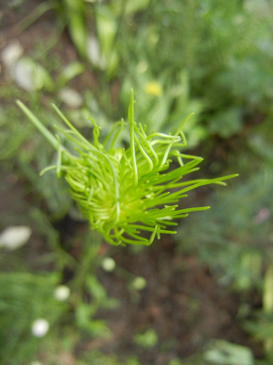 Allium Hair (2012, May 29)