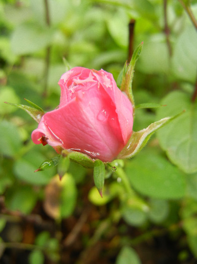 Pink Miniature Rose (2012, May 20) - Miniature Rose Pink