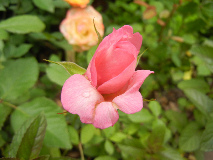 Pink Miniature Rose (2012, May 23)