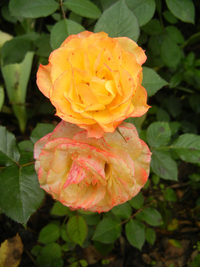 Yellow Miniature Rose (2012, May 23) - Miniature Rose Yellow