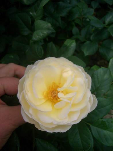 Uetersener Klosterrose (Clb. -Tantau 2006) - trandafiri 2012