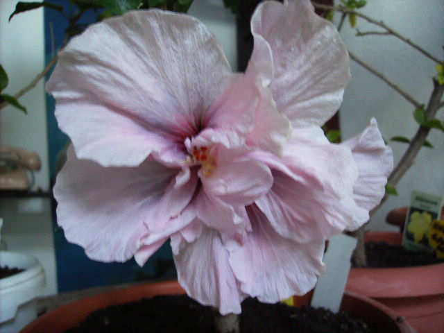 hibiscus - flori final de mai 2012