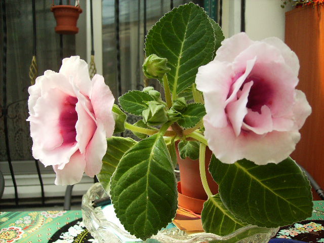 gloxinia - flori final de mai 2012